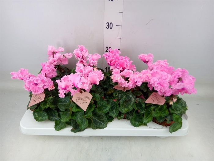 <h4>Cyclamen MD 'Merengue'</h4>