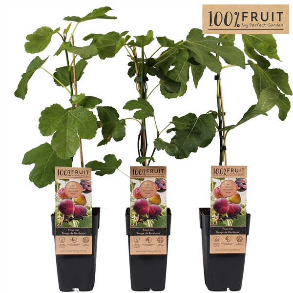 <h4>Ficus Rouge de Bordeaux P15</h4>