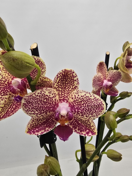 <h4>Limited 20 week 19</h4>