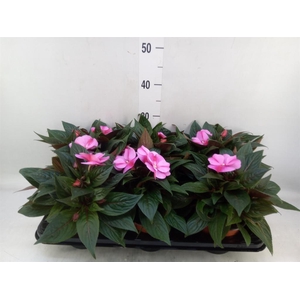 Impatiens NG 'ColPow Lavender Flam'