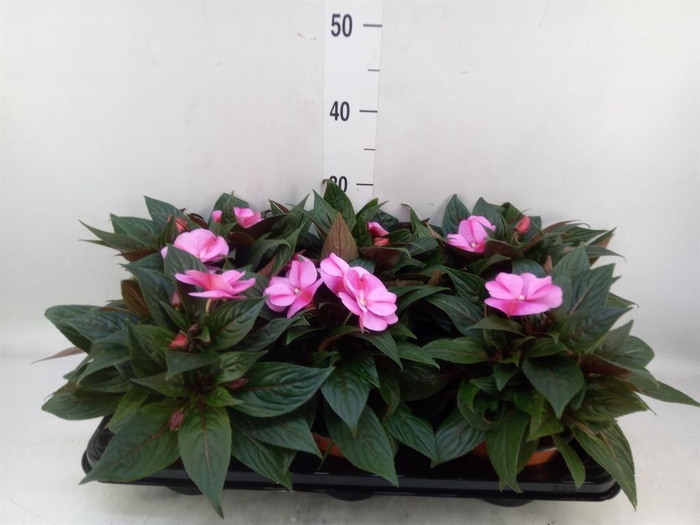 <h4>Impatiens NG 'ColPow Lavender Flam'</h4>