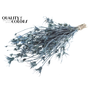 Nigella Oriëntalis per bunch Frosted Light Blue