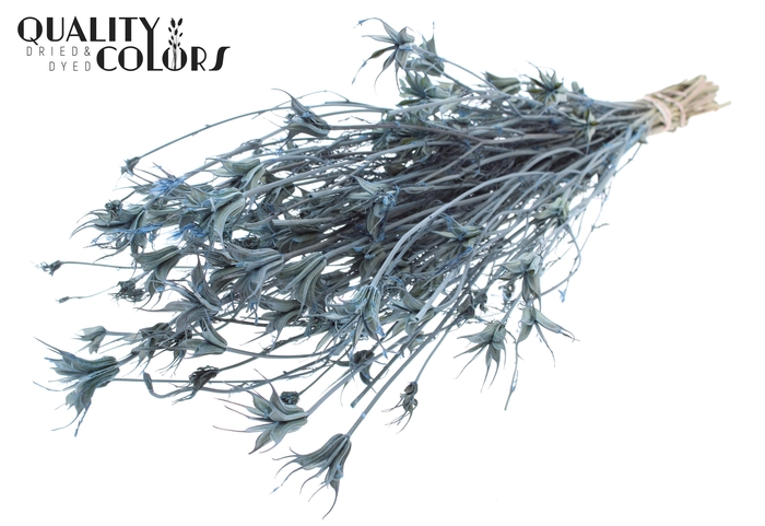 <h4>Nigella Oriëntalis per bunch Frosted Light Blue</h4>