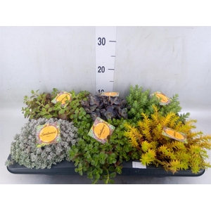 Sedum   ...mix