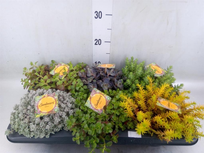 <h4>Sedum   ...mix</h4>