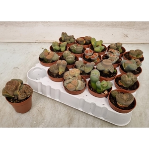 LITHOPS