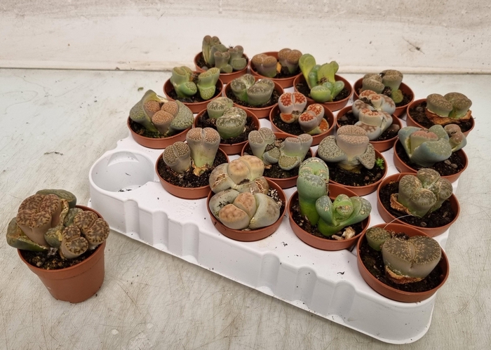<h4>LITHOPS</h4>