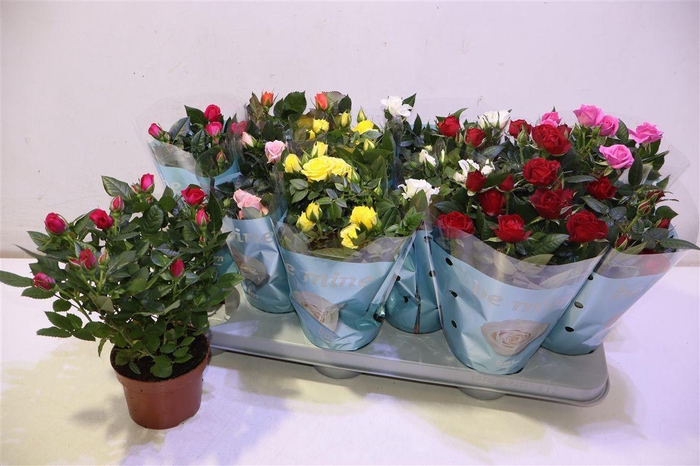 <h4>arr8 Ro B Monde Gem</h4>