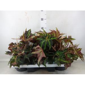 Begonia BD 'MagicColours Lion Danc'