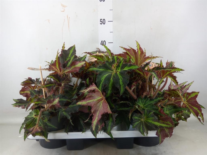 <h4>Begonia BD 'MagicColours Lion Danc'</h4>