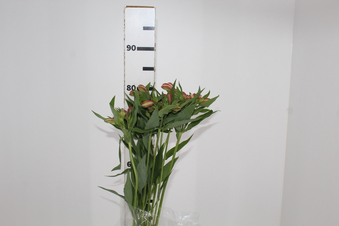 <h4>ALSTROEMERIA MILOS 080 CM</h4>