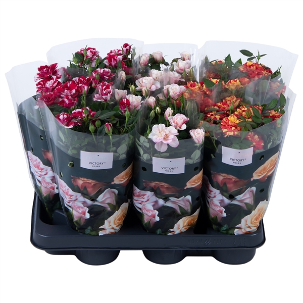 <h4>Nolina Special Roses Ø 10,5 cm. Mix</h4>