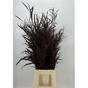 Col Grevillea Brown