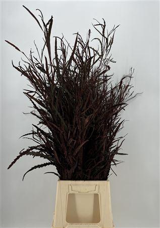 <h4>Col Grevillea Brown</h4>