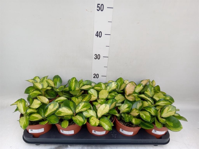 <h4>Hoya australis 'Lisa'</h4>