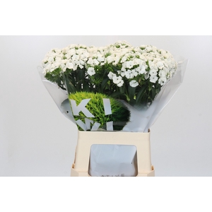 Dianthus Br Kiwi Bunny XXL