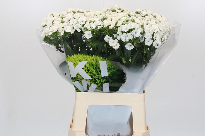 <h4>Dianthus Br Kiwi Bunny XXL</h4>