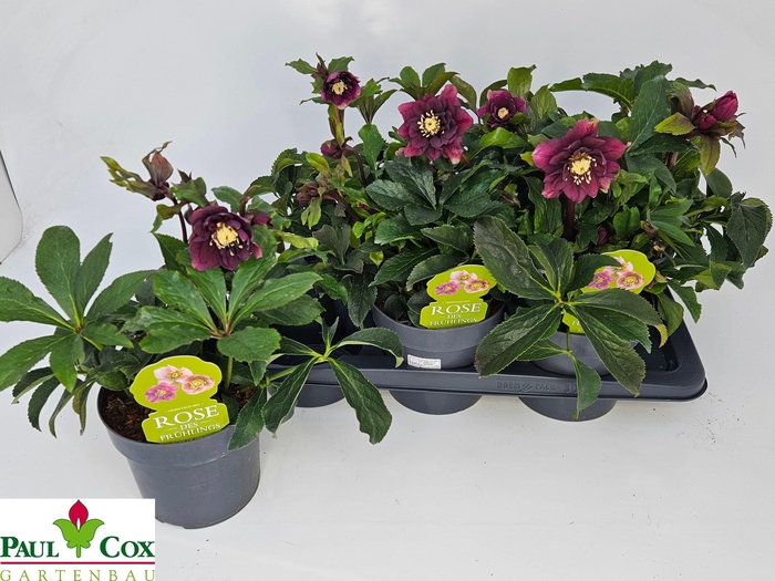 <h4>HELL OR DO EL RED</h4>