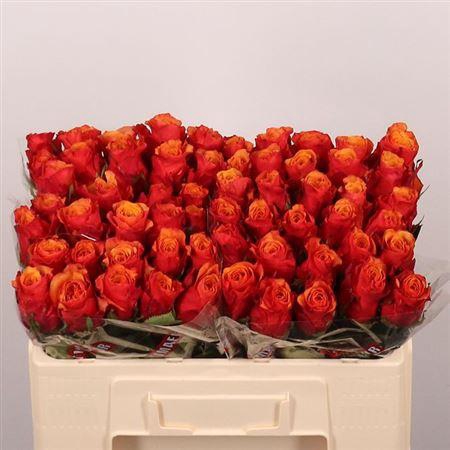 <h4>R Gr Espana</h4>