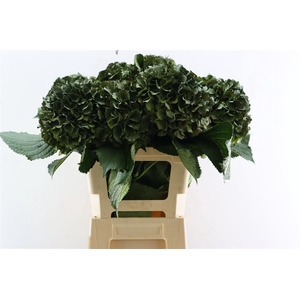 Hydr Kbh Olive Green Stem