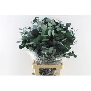 Euca Populus Stab. Green