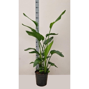 STRELITZIA ALBA