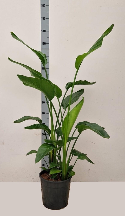 <h4>STRELITZIA ALBA</h4>