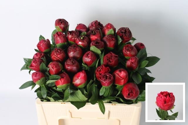 <h4>PAEO BELGRAVIA</h4>