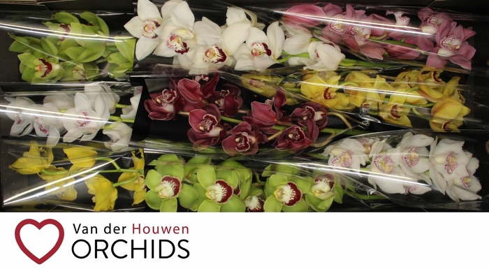 <h4>60 cm Gemengd..</h4>