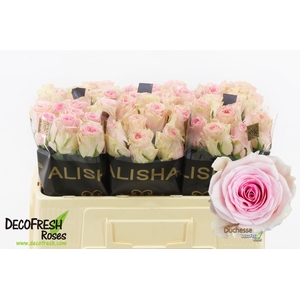 R Gr Duchesse