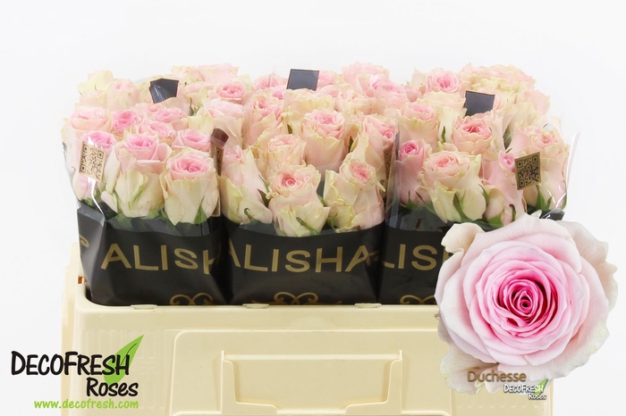 <h4>R Gr Duchesse Alisha</h4>