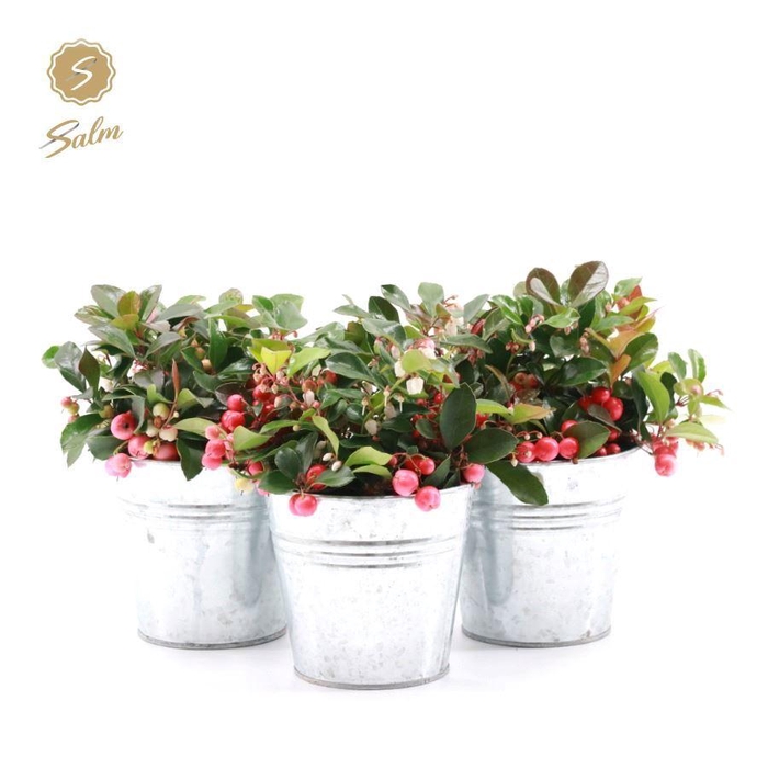 <h4>Gaultheria pr. 'Big Berry'® P10 in Zinc Old-Look</h4>