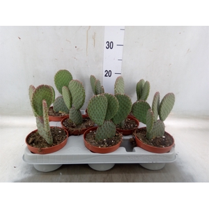 Opuntia microdasys