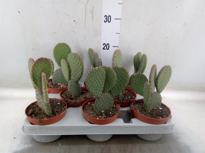 <h4>Opuntia microdasys</h4>