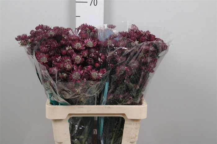 <h4>Astr Star Of Desire</h4>