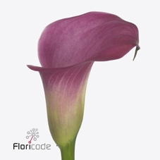 Zantedeschia fantasia