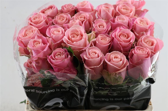 <h4>R Gr Hermosa Box</h4>