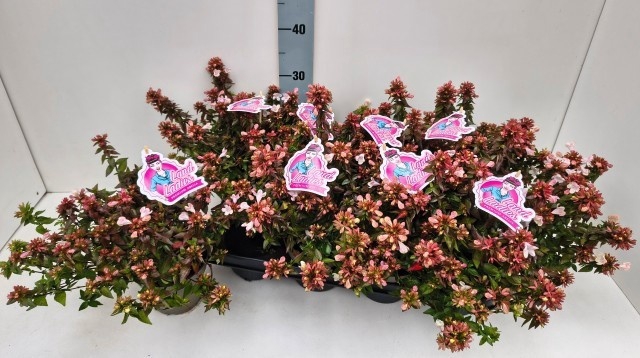 <h4>ABEL GRANDIFLORA</h4>
