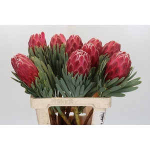 PROTEA VENUS