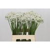 Allium Tuberosum