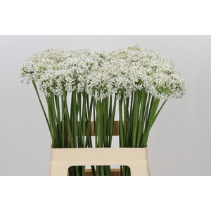 Allium Tuberosum
