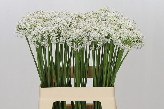 <h4>Allium Tuberosum</h4>