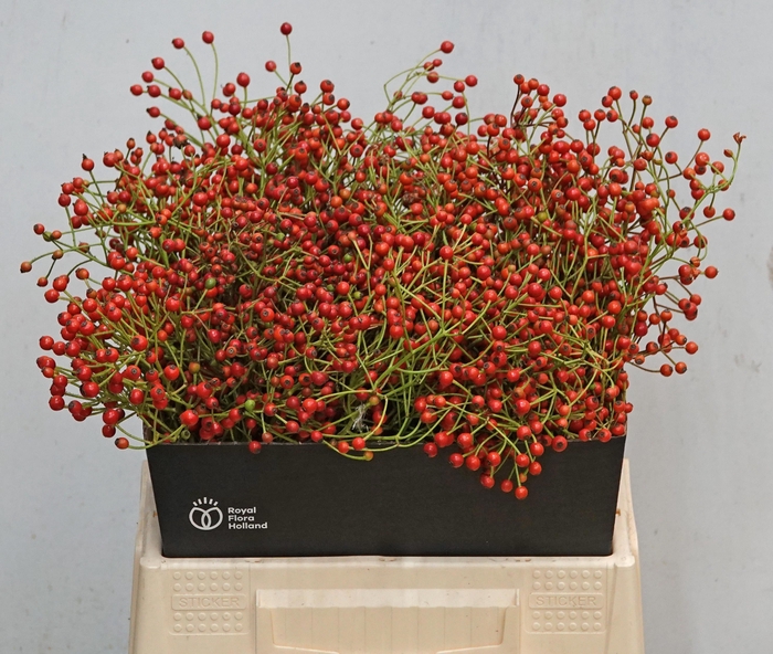 <h4>ROSA F AUTUMN JOY</h4>