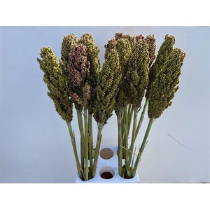 Sorghum Bicolor
