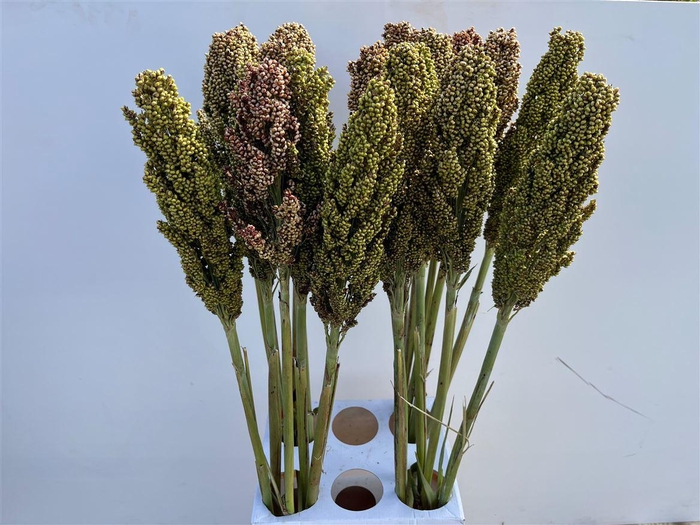 <h4>Sorghum Bicolor</h4>