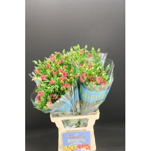 Ran Butterfly Lycia 70cm