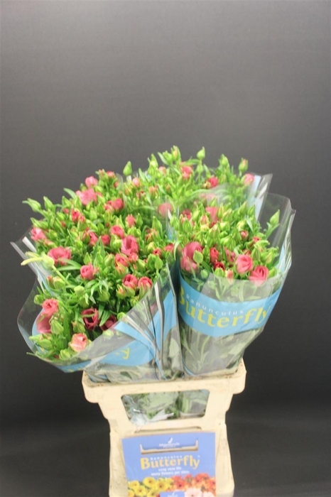 <h4>Ran Butterfly Lycia 70cm</h4>