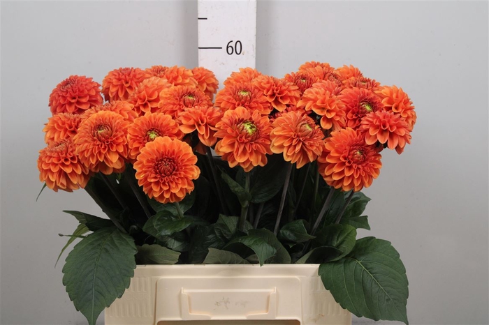 <h4>Dahl Bright Orange</h4>
