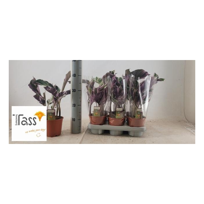 <h4>CALAT FUSION WHITE</h4>