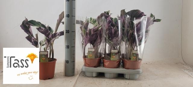 <h4>CALAT FUSION WHITE</h4>